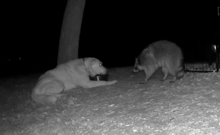 Illustration de l'article : Le retour triomphant de Kinnick : un chien rescapé des combats canins retrouvé après 246 jours