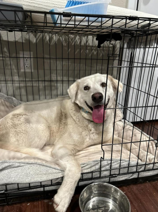 Illustration de l'article : Le retour triomphant de Kinnick : un chien rescapé des combats canins retrouvé après 246 jours