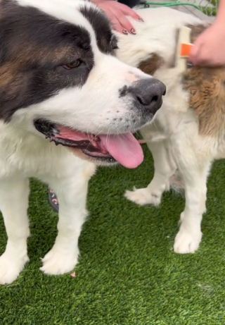 Illustration de l'article : Une bénévole se mobilise afin d’aider Gina, une adorable chienne Saint-Bernard, à trouver sa famille pour la vie (vidéo)