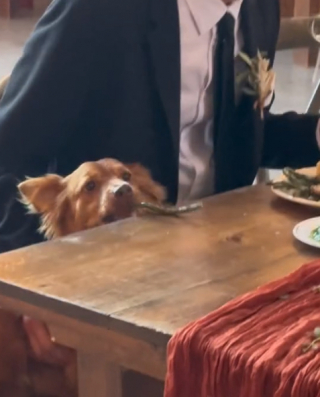 Illustration de l'article : Ce chien a ravi le cœur des internautes, en volant la vedette à ses maîtres d’une manière totalement hilarante (vidéo)