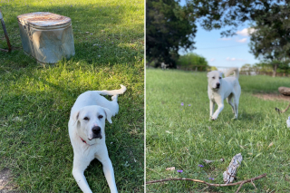 Illustration de l'article : Maltraitée, affamée et blessée, cette chienne espère désormais vivre une vie meilleure