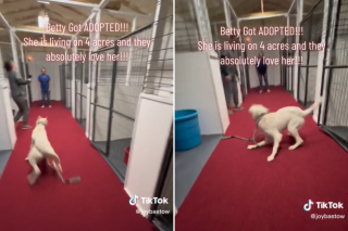 Illustration de l'article : Maltraitée, affamée et blessée, cette chienne espère désormais vivre une vie meilleure