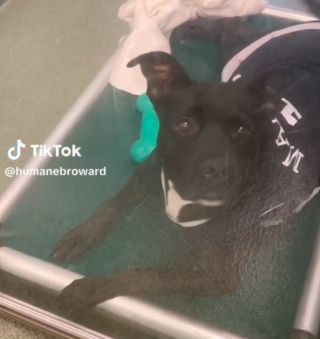 Illustration de l'article : Un refuge organise un évènement spécial, afin de donner à ses résidents de longue date une chance d’être adoptés (vidéo)