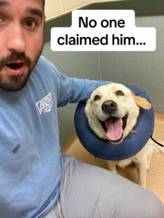 Illustration de l'article : Ce Labrador Retriever errant fait le bon choix, en se présentant devant la maison de cette famille (vidéo)