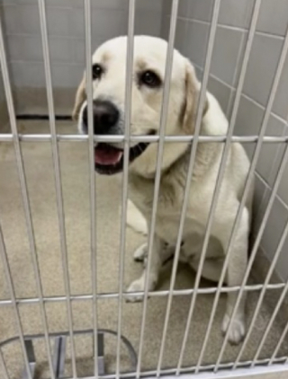 Illustration de l'article : Ce Labrador Retriever errant fait le bon choix, en se présentant devant la maison de cette famille (vidéo)