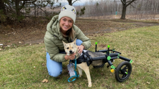 Illustration de l'article : Faites connaissance avec Captain, le chien borgne, édenté et à trois pattes, qui reprend goût à la vie grâce à une femme au grand cœur