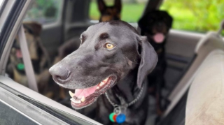 Illustration de l'article : Un chien effrayé par l'orage trouve refuge dans une famille aimante