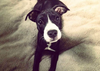 Illustration de l'article : Recueillie par un refuge pour Pitbulls, cette chienne a été ignorée pendant 11 ans 