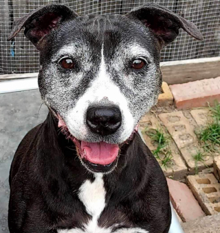 Illustration de l'article : Recueillie par un refuge pour Pitbulls, cette chienne a été ignorée pendant 11 ans 