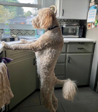 Illustration de l'article : 20 photographie captivantes de chiens bien décidés à déjouer le bon sens