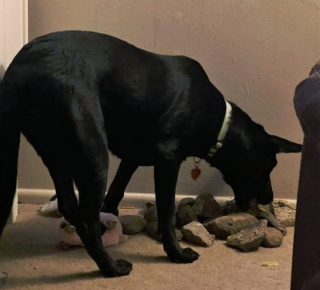 Illustration de l'article : 20 photographie captivantes de chiens bien décidés à déjouer le bon sens