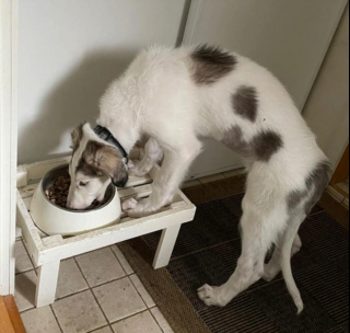 Illustration de l'article : 20 photographie captivantes de chiens bien décidés à déjouer le bon sens