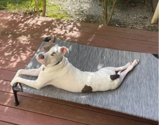 Illustration de l'article : 20 photographie captivantes de chiens bien décidés à déjouer le bon sens