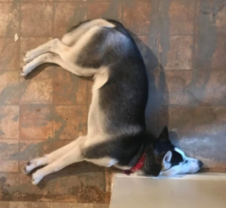 Illustration de l'article : 20 photographie captivantes de chiens bien décidés à déjouer le bon sens