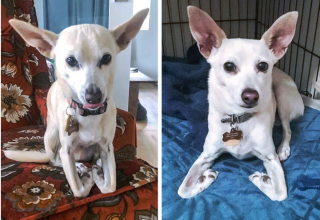 Illustration de l'article : 20 photographie captivantes de chiens bien décidés à déjouer le bon sens