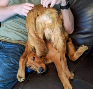 Illustration de l'article : 20 photographie captivantes de chiens bien décidés à déjouer le bon sens