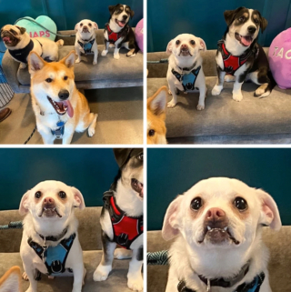 Illustration de l'article : 20 photographie captivantes de chiens bien décidés à déjouer le bon sens