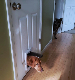 Illustration de l'article : 20 photographie captivantes de chiens bien décidés à déjouer le bon sens