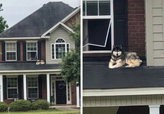 Illustration de l'article : 20 photographie captivantes de chiens bien décidés à déjouer le bon sens