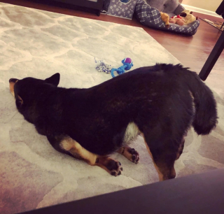 Illustration de l'article : 20 photographie captivantes de chiens bien décidés à déjouer le bon sens