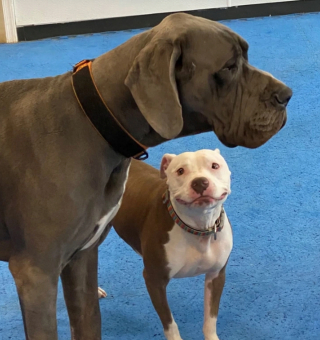 Illustration de l'article : 20 photographie captivantes de chiens bien décidés à déjouer le bon sens