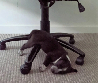 Illustration de l'article : 20 photographie captivantes de chiens bien décidés à déjouer le bon sens