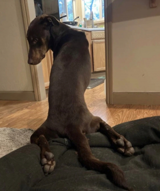 Illustration de l'article : 20 photographie captivantes de chiens bien décidés à déjouer le bon sens