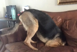 Illustration de l'article : 20 photographie captivantes de chiens bien décidés à déjouer le bon sens