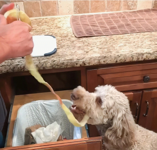 Illustration de l'article : 20 photographie captivantes de chiens bien décidés à déjouer le bon sens