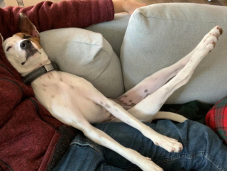 Illustration de l'article : 20 photographie captivantes de chiens bien décidés à déjouer le bon sens