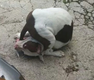 Illustration de l'article : 20 photographie captivantes de chiens bien décidés à déjouer le bon sens
