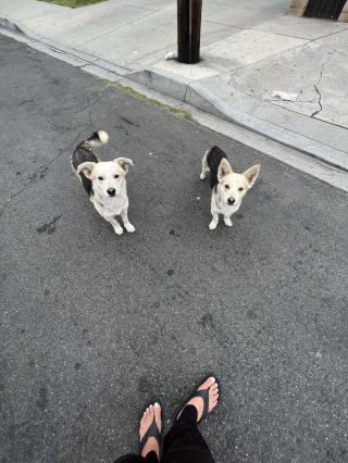 Illustration de l'article : Abandonnée dans un terrain vague, cette famille de chiens cache un grand secret 