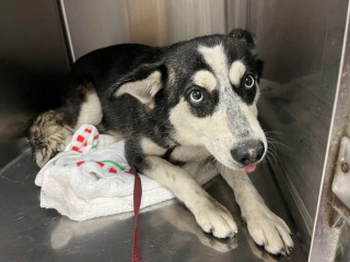 Illustration de l'article : Abandonnée dans un terrain vague, cette famille de chiens cache un grand secret 