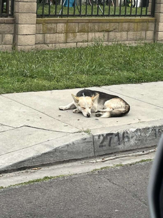 Illustration de l'article : Abandonnée dans un terrain vague, cette famille de chiens cache un grand secret 