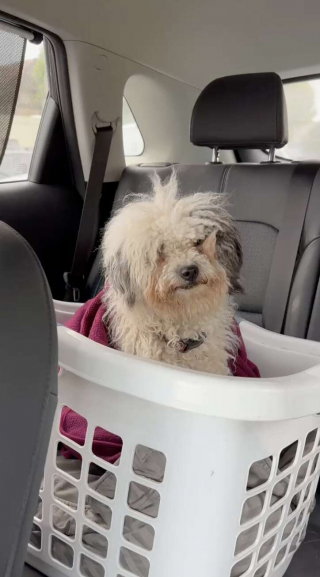 Illustration de l'article : Une chienne abandonnée dans un état lamentable attend de rencontrer ses sauveurs pour leur dévoiler son secret 