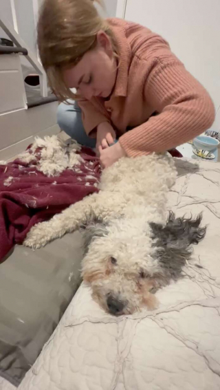 Illustration de l'article : Une chienne abandonnée dans un état lamentable attend de rencontrer ses sauveurs pour leur dévoiler son secret 