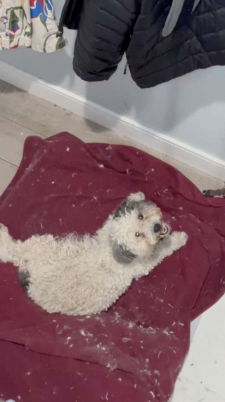 Illustration de l'article : Une chienne abandonnée dans un état lamentable attend de rencontrer ses sauveurs pour leur dévoiler son secret 