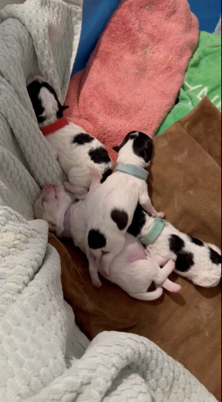 Illustration de l'article : Une chienne abandonnée dans un état lamentable attend de rencontrer ses sauveurs pour leur dévoiler son secret 