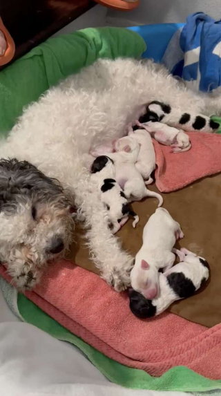 Illustration de l'article : Une chienne abandonnée dans un état lamentable attend de rencontrer ses sauveurs pour leur dévoiler son secret 