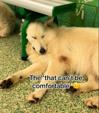 Illustration de l'article : Une vidéo virale dévoile les postures de sommeil les plus drôles des chiens d’un refuge