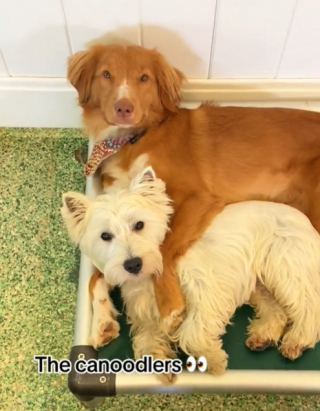 Illustration de l'article : Une vidéo virale dévoile les postures de sommeil les plus drôles des chiens d’un refuge