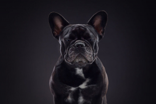 Illustration de l'article : 20 photos réalisées avec talent pour révéler à la fois l'humour et la beauté unique des chiens