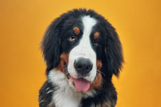 Illustration de l'article : 20 photos réalisées avec talent pour révéler à la fois l'humour et la beauté unique des chiens