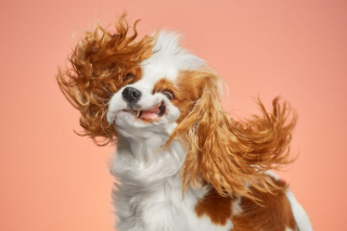 Illustration de l'article : 20 photos réalisées avec talent pour révéler à la fois l'humour et la beauté unique des chiens