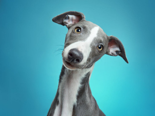 Illustration de l'article : 20 photos réalisées avec talent pour révéler à la fois l'humour et la beauté unique des chiens