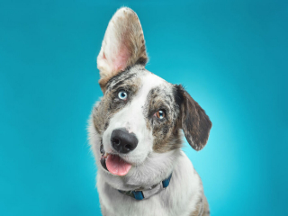 Illustration de l'article : 20 photos réalisées avec talent pour révéler à la fois l'humour et la beauté unique des chiens