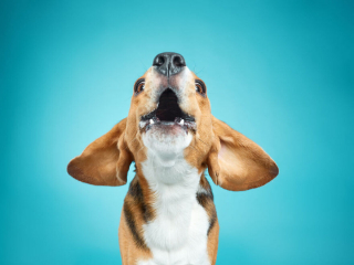 Illustration de l'article : 20 photos réalisées avec talent pour révéler à la fois l'humour et la beauté unique des chiens