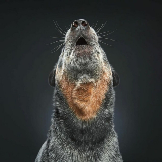 Illustration de l'article : 20 photos réalisées avec talent pour révéler à la fois l'humour et la beauté unique des chiens