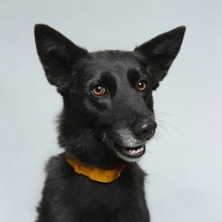 Illustration de l'article : 20 photos réalisées avec talent pour révéler à la fois l'humour et la beauté unique des chiens