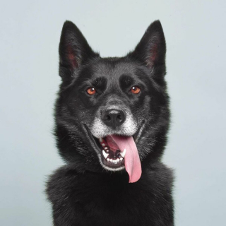 Illustration de l'article : 20 photos réalisées avec talent pour révéler à la fois l'humour et la beauté unique des chiens